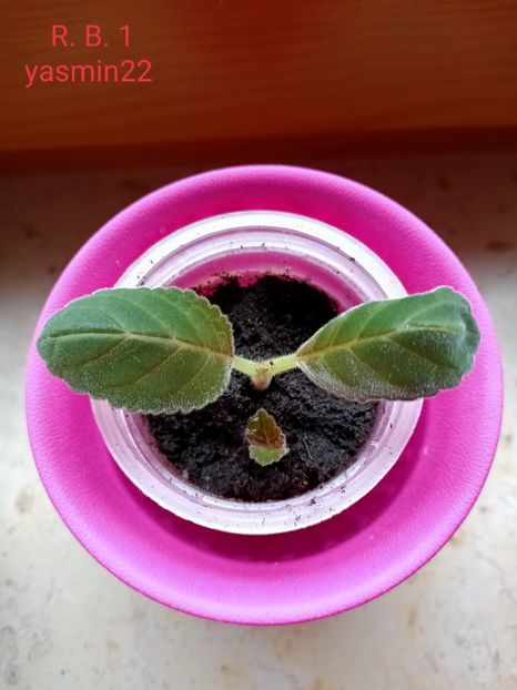 27.01.2022 - Gloxinia la prins în 2021-2022-2024