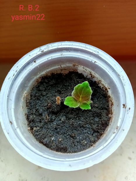 27.01.2022 - Gloxinia la prins în 2021-2022-2024