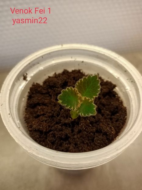 28.01.2022 - Gloxinia la prins în 2021-2022-2024