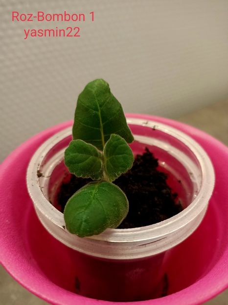 28.01.2022 - Gloxinia la prins în 2021-2022-2024