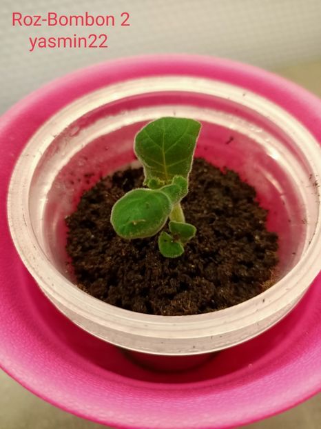 28.01.2022 - Gloxinia la prins în 2021-2022-2024