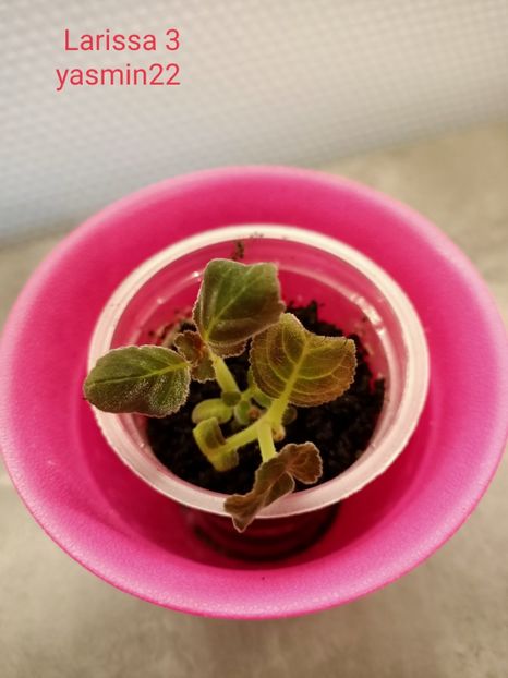 28.01.2022 - Gloxinia la prins în 2021-2022-2024