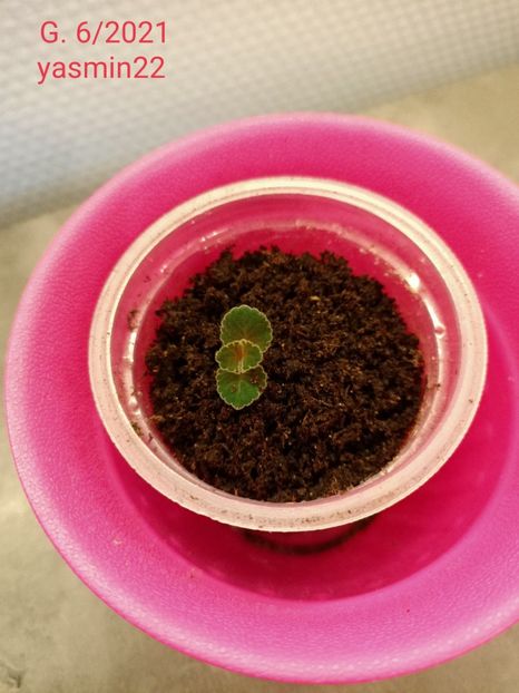 28.01.2022 - Gloxinia la prins în 2021-2022-2024