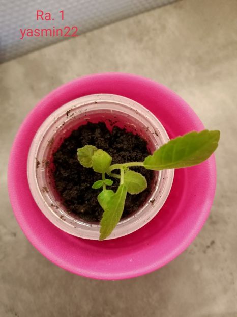 28.01.2022 - Gloxinia la prins în 2021-2022-2024