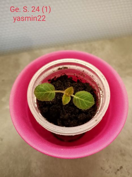 28.01.2022 - Gloxinia la prins în 2021-2022-2024