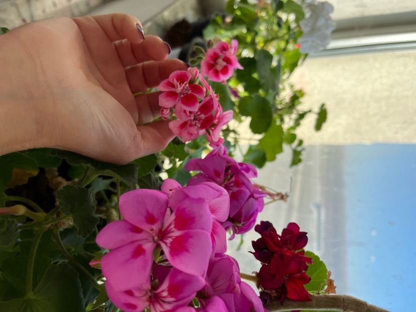 F3D18AA5-B128-446E-84EB-AEFF05F5441E - Muscate 2021 22