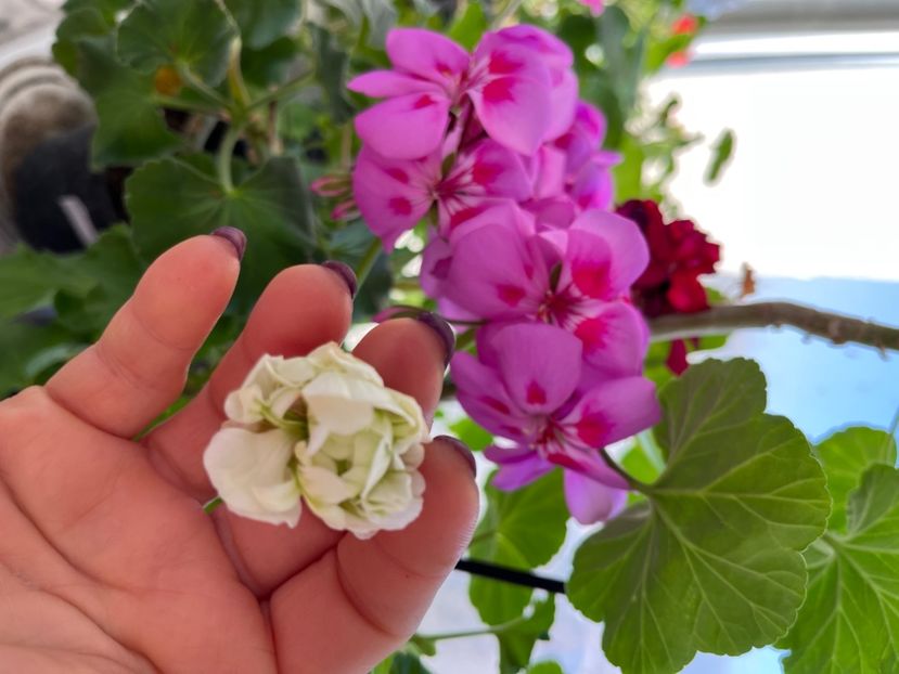 B4B761B9-5C52-4FB2-8A3C-D0398FFFE50B - Muscate 2021 22