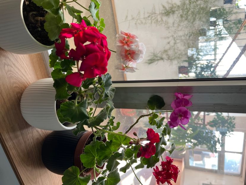 D6AFC8C6-1A4B-4787-BCAF-57E27CCACD48 - Muscate 2021 22