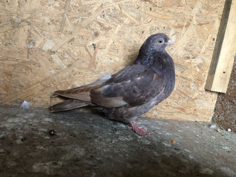 25521/21 - 4-lot zbor 2021