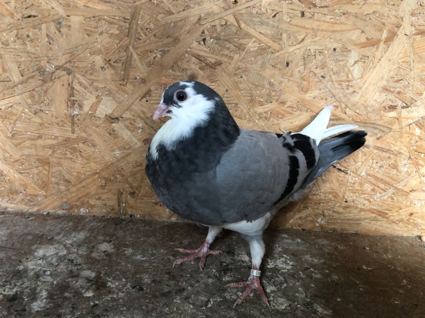 25453/21 - 4-lot zbor 2021