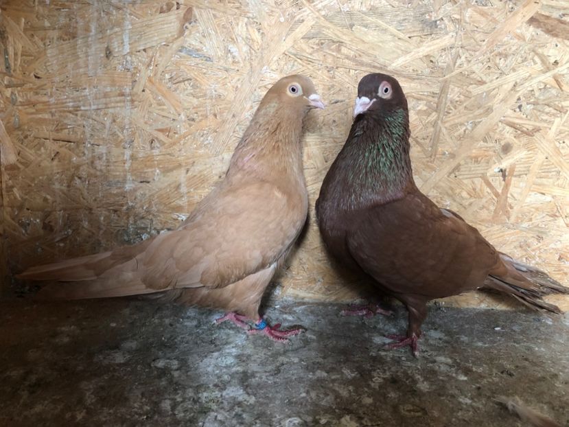  - 4-Perechi lot zbor 2021