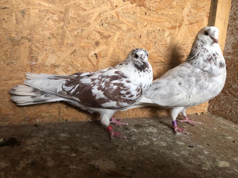 13 - 4-Perechi lot zbor 2021