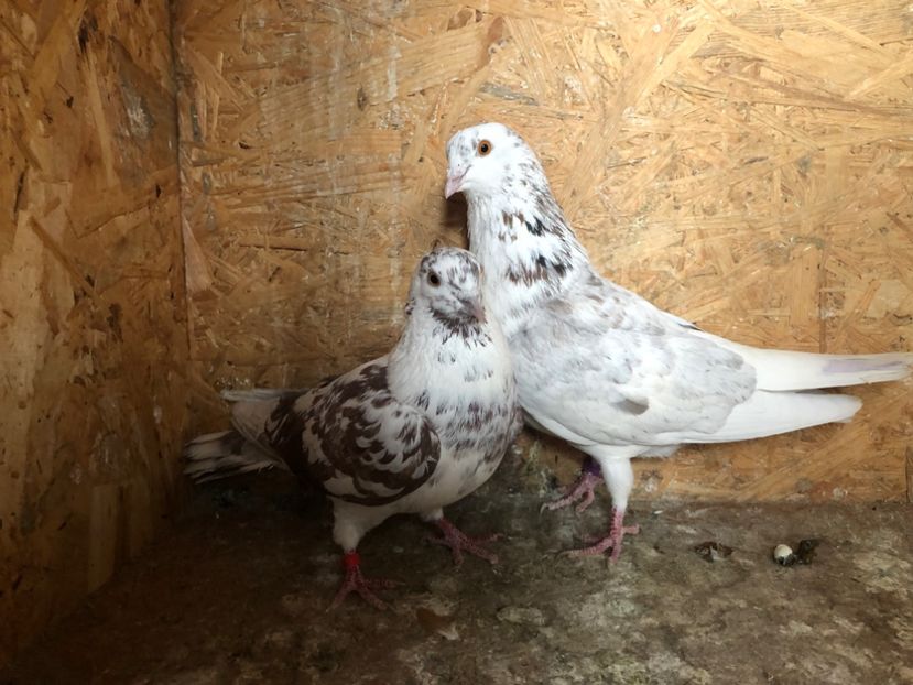  - 4-Perechi lot zbor 2021