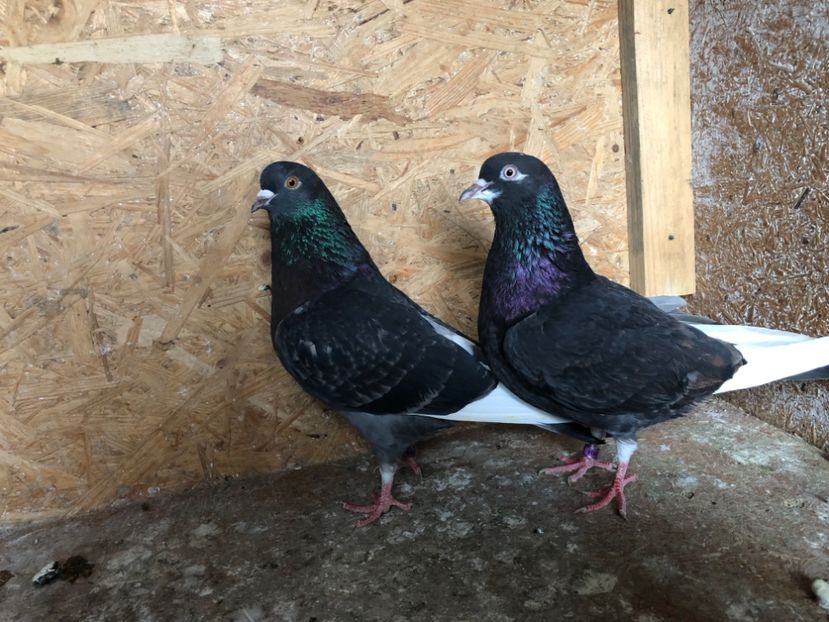  - 4-Perechi lot zbor 2021