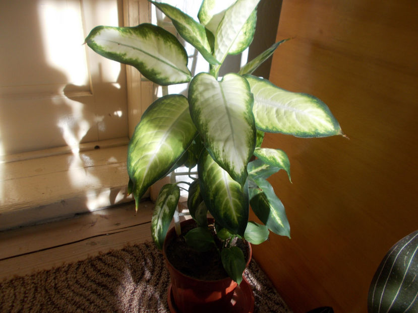  - Flori de camera -2016