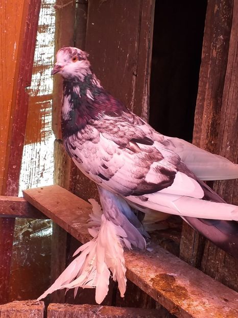 vândut lui Nicu Decean(Mihalt Alba) - Porumbei VÂNDUȚI