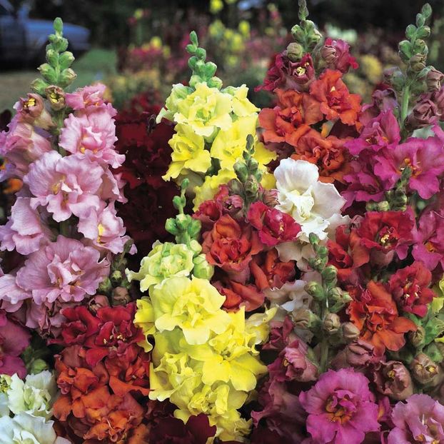 antirrhinum-majus-double-madame-butterfly-f1- - 0 Dorinte implinite - 2022