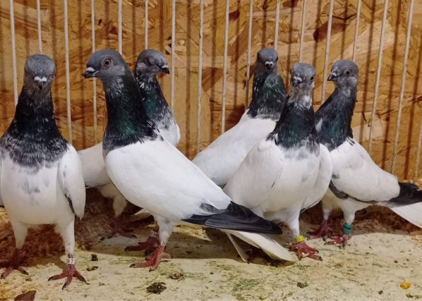 DE9E2DF0-565B-4E8E-8658-F363F92CE924 - Zburatorii mei de Budapesta