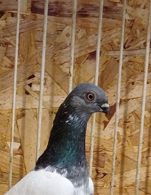 40403DA5-48CB-4200-92D7-631459328C0B - Zburatorii mei de Budapesta