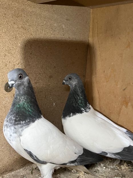 5A46CBDD-800C-4D4C-BB9C-FD6A17C0921D - Zburatorii mei de Budapesta