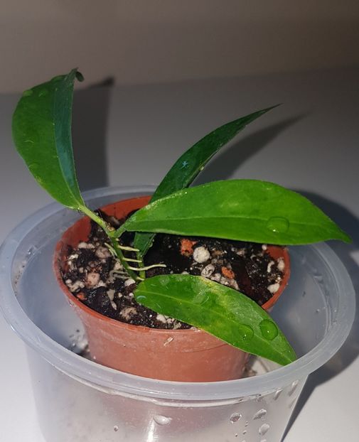  - Filiformis