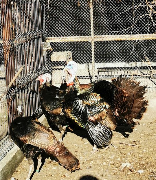 Curcani Bronzați Deutsche Bronz Puten - 2022 Curcani din Rasele Bronzați Deutsche Puten Bourbon și American Naragansett