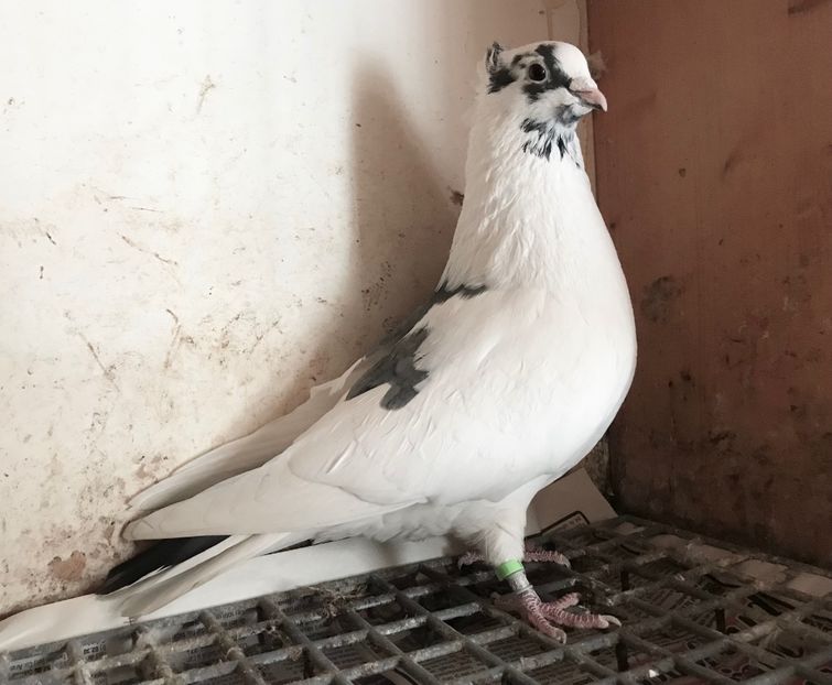 Mascul 1 - Zburator de Beograd