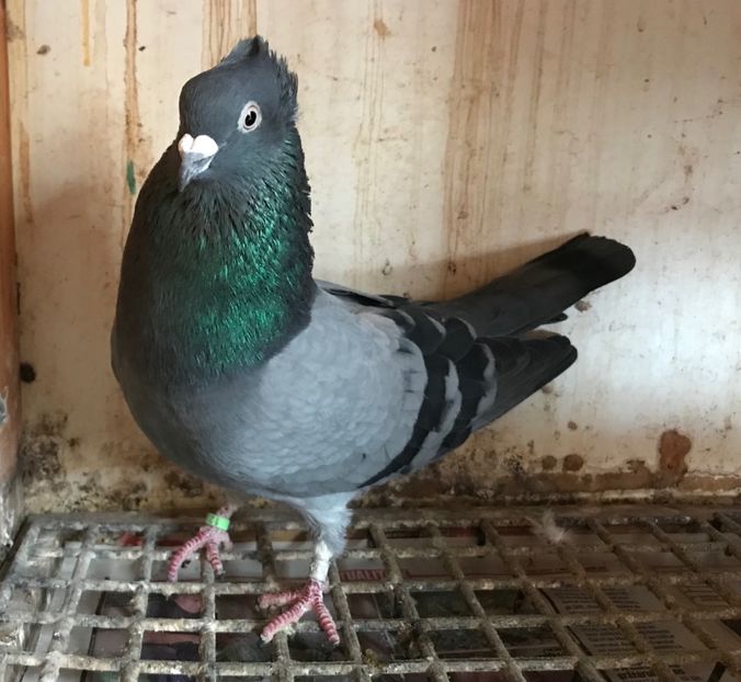 Mascul 2 - Zburator de Beograd