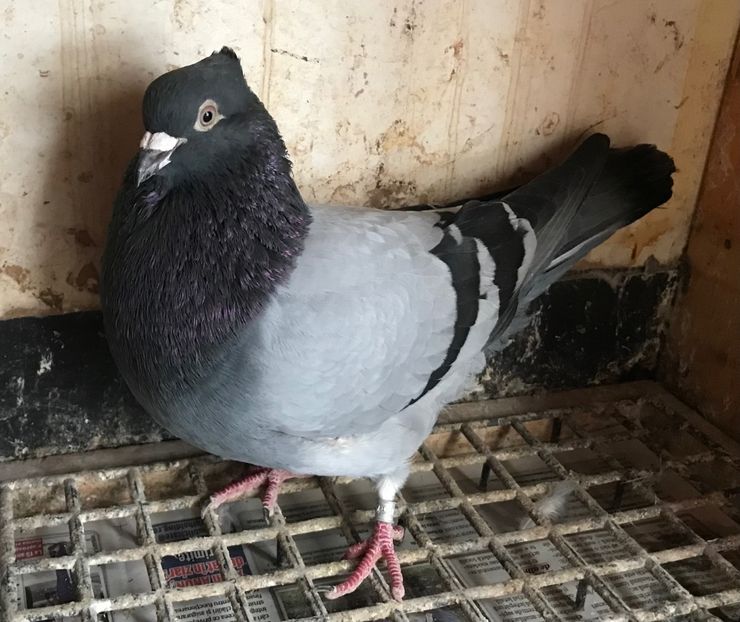 Mascul 7 - Zburator de Beograd