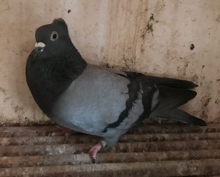 Mascul 9 - Zburator de Beograd