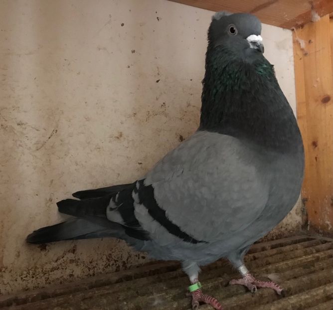 Mascul 13 - Zburator de Beograd