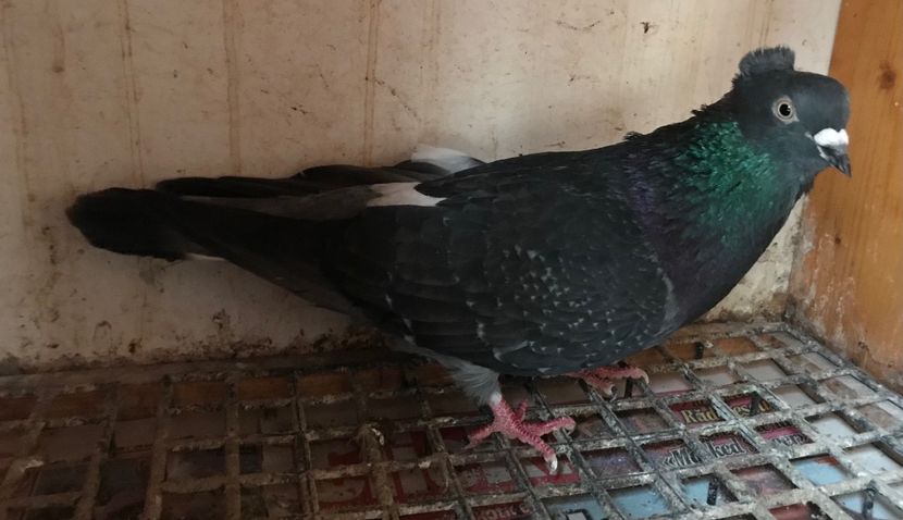 Mascul 18 - Zburator de Beograd