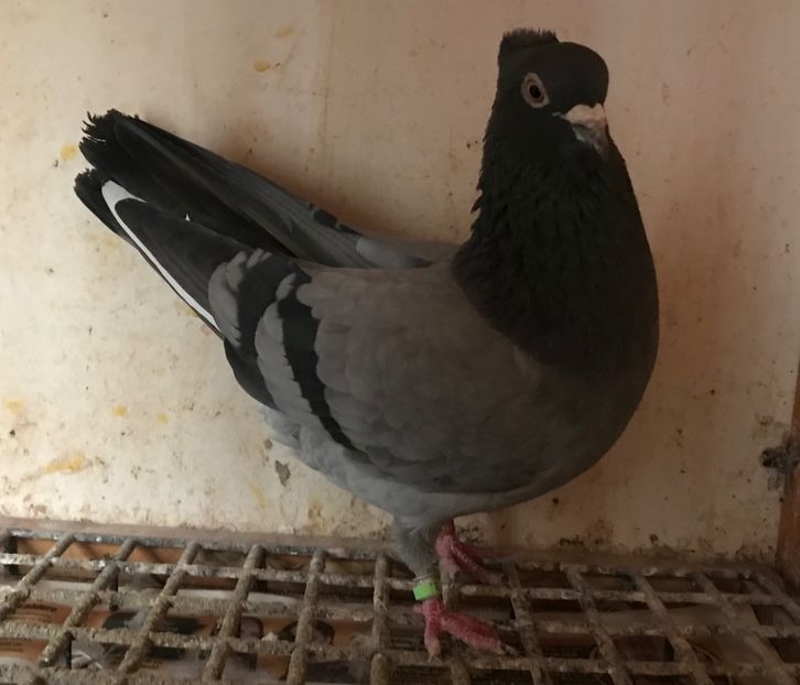 Mascul 19 - Zburator de Beograd