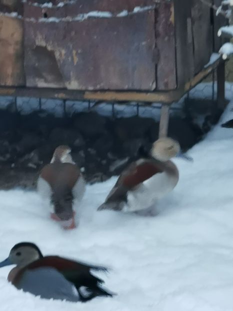  - Rațe Micul Atlantic Argintiu