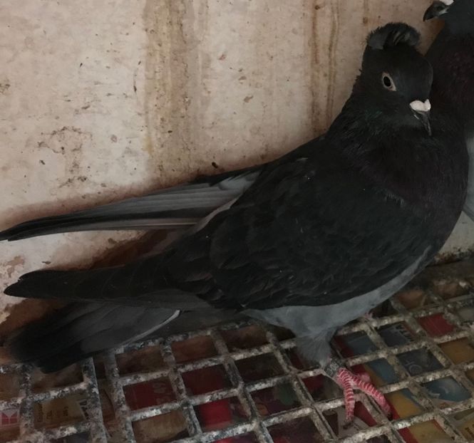 Femela 10 - Zburator de Beograd