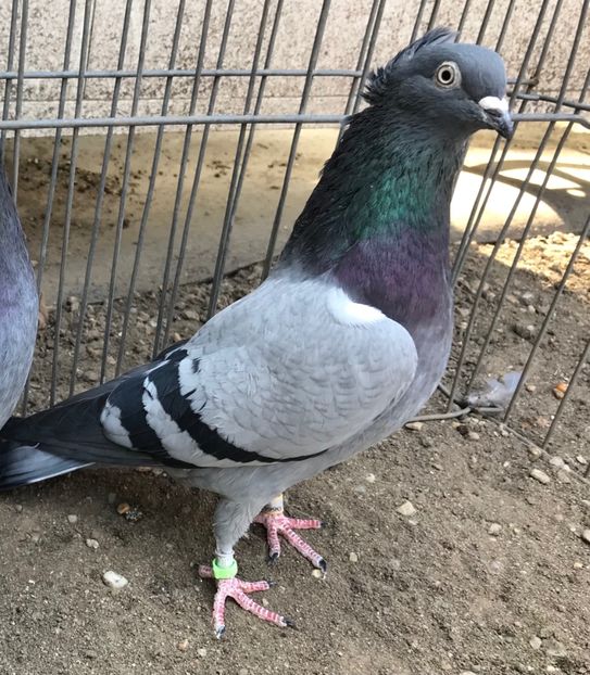 Femela 12 - Zburator de Beograd