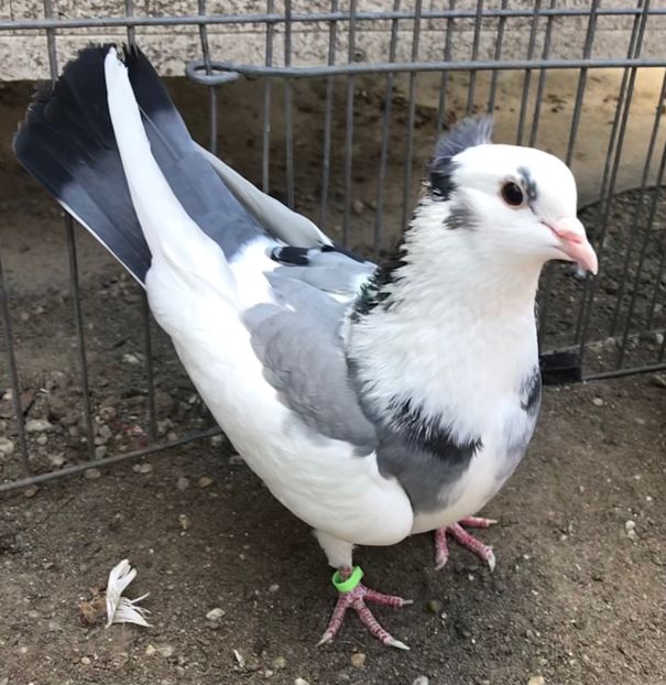 Femela 17 - Zburator de Beograd