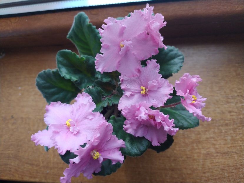 30 ianuarie 2022 - ZZZ_____Suncoast Fantasy Love sp