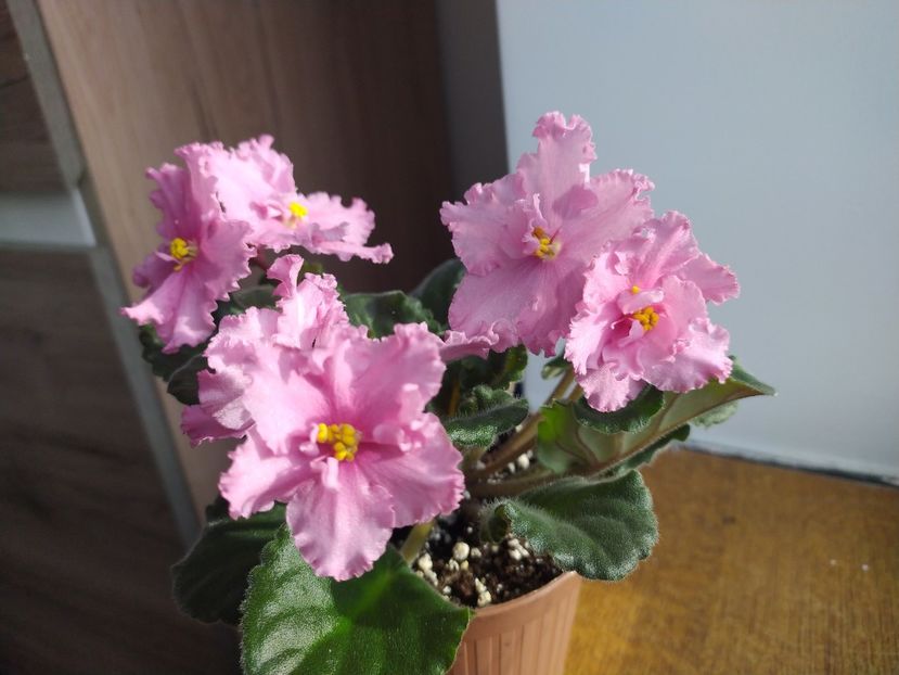 30 ianuarie 2022 - ZZZ_____Suncoast Fantasy Love sp