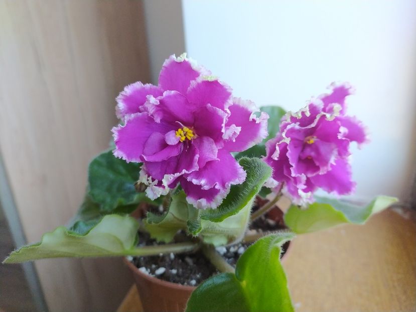 30 ianuarie 2022 - ZZZ_EK Malachitovaya Orchidea