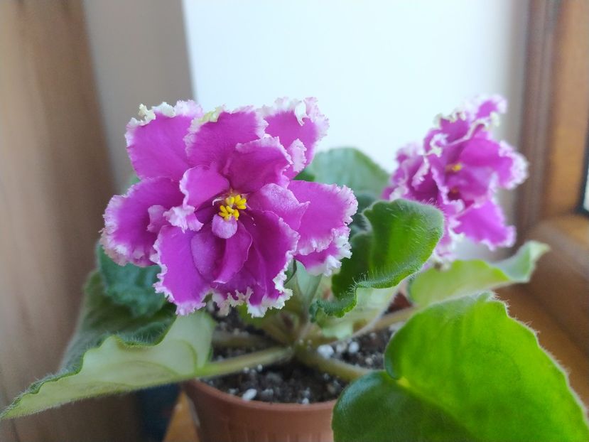 30 ianuarie 2022 - ZZZ_EK Malachitovaya Orchidea