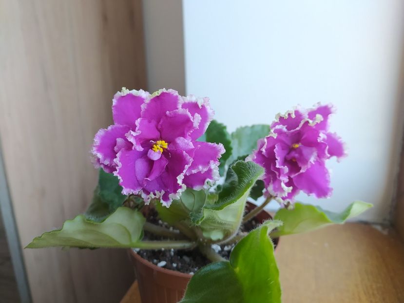 30 ianuarie 2022 - ZZZ_EK Malachitovaya Orchidea