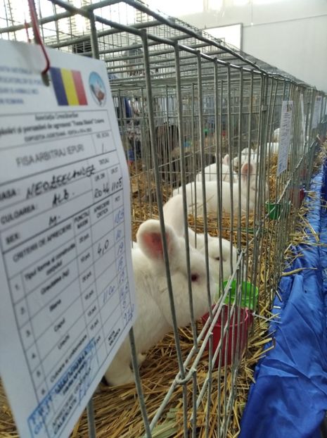  - Expoziția Județeană Fauna Bănie 2022