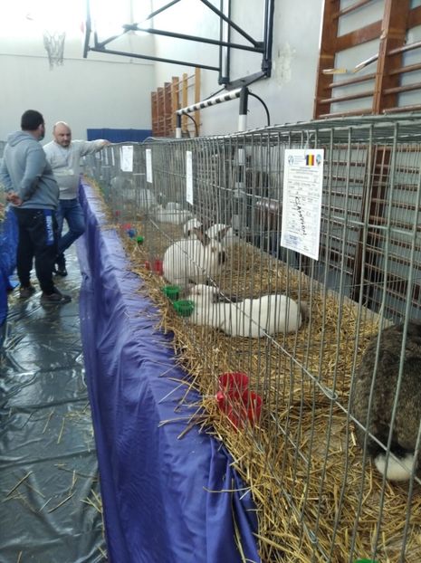  - Expoziția Județeană Fauna Bănie 2022