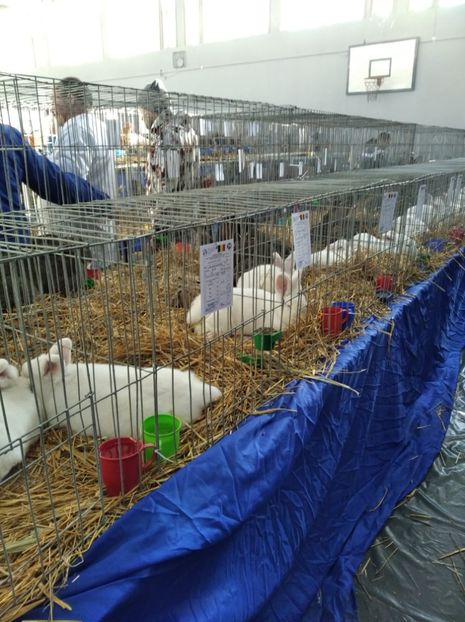  - Expoziția Județeană Fauna Bănie 2022