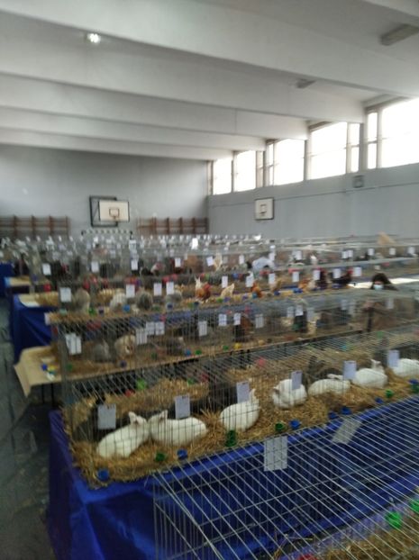  - Expoziția Județeană Fauna Bănie 2022