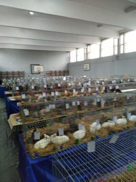  - Expoziția Județeană Fauna Bănie 2022