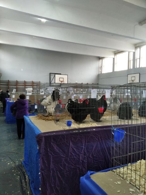  - Expoziția Județeană Fauna Bănie 2022