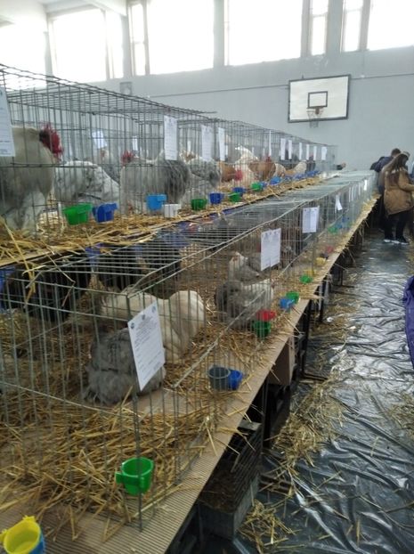  - Expoziția Județeană Fauna Bănie 2022