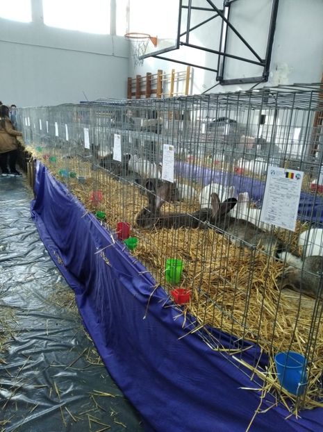  - Expoziția Județeană Fauna Bănie 2022